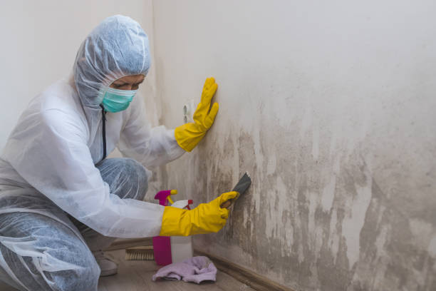 Best Water Damage & Mold Remediation  in Sidney, MT