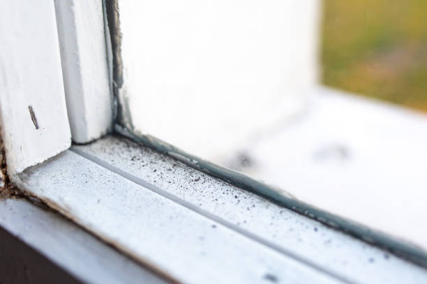 Best Real Estate Mold Inspection  in Sidney, MT
