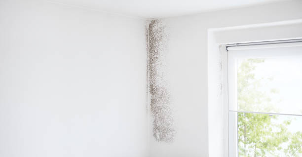Mold Removal for HVAC Installations in Sidney, MT