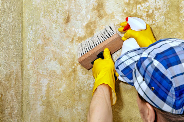 Trusted Sidney, MT Mold Removal Experts