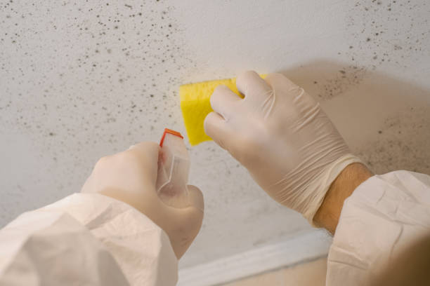 Best Mold Removal for HVAC Installations  in Sidney, MT
