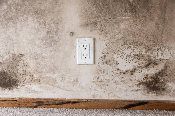 Best Air Quality Testing for Mold Spores  in Sidney, MT